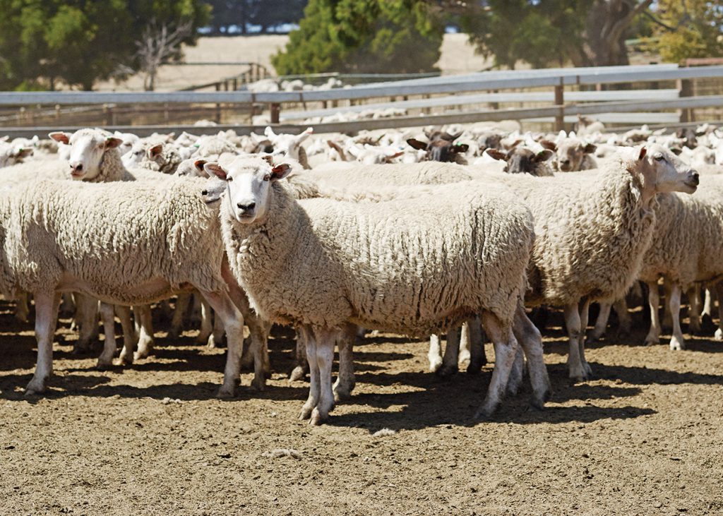 オージー・ラムの特徴とは？〜大きなオーストラリアの羊たち〜 ラムバサダー公式サイト Be a