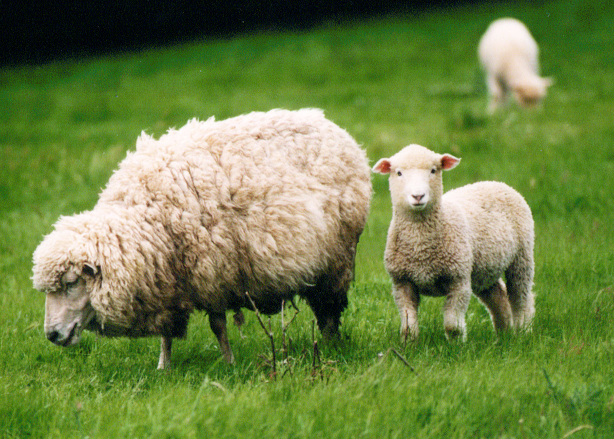 羊のマメ知識 羊と他の家畜の違いや 羊の重さについて ラムバサダー公式サイト Be A Lambassador