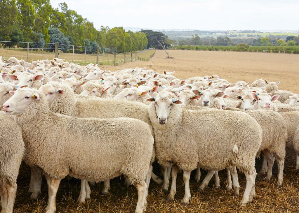 羊とは？？羊の家畜としての基本。来歴、繁殖、サイズについて。 ラムバサダー公式サイト Be a