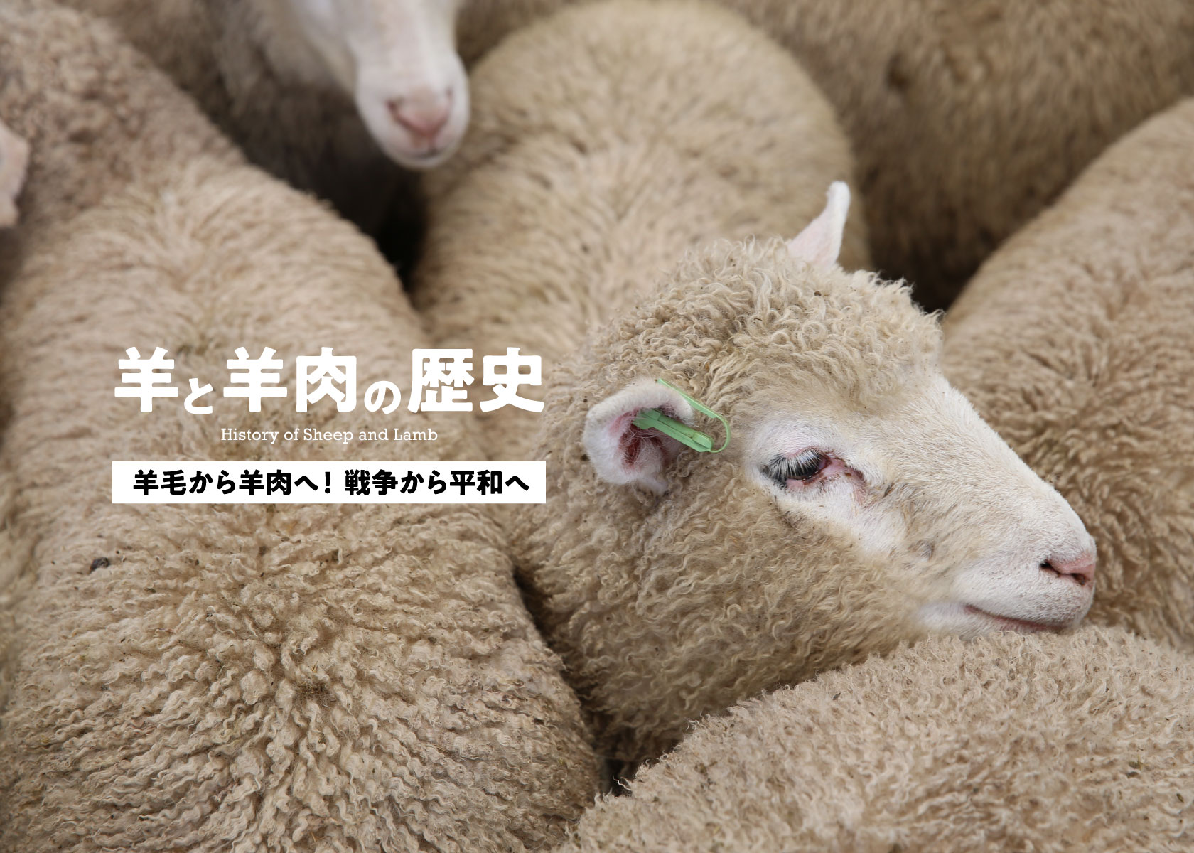 羊と羊肉の歴史3・羊毛から羊肉へ！ 戦争から平和へ