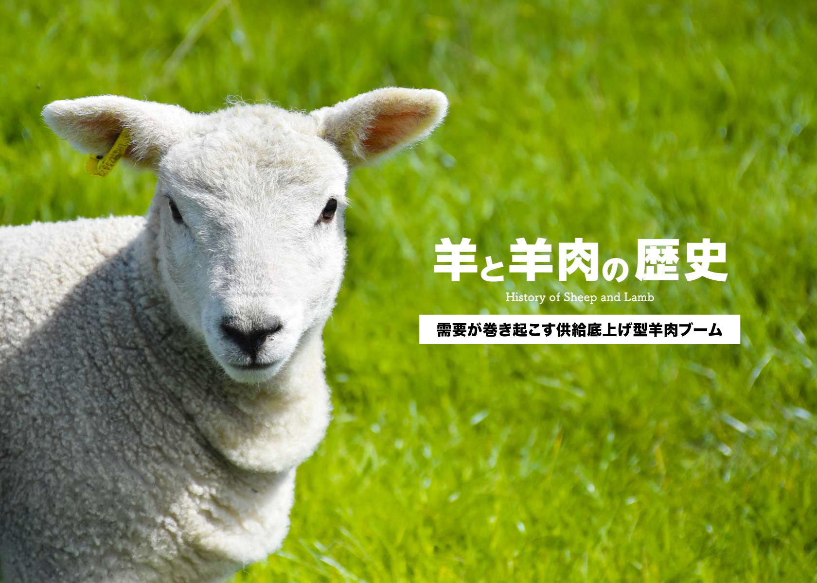 羊と羊肉の歴史4・今の第三次ブームとは何だ？需要が巻き起こす供給底上げ型羊肉ブーム