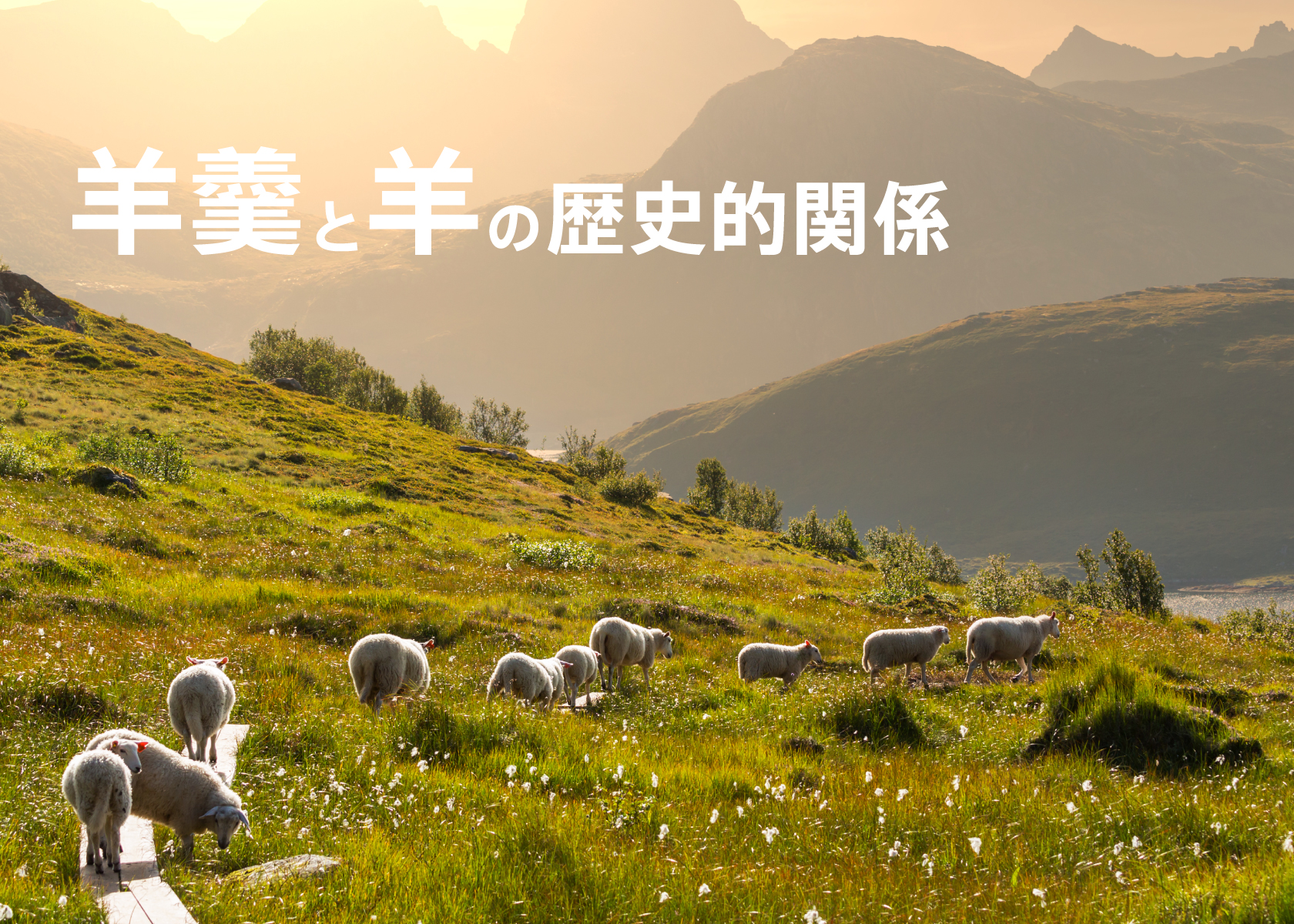 羊羹（ようかん）はなぜ「羊のスープ」と書くの？羊羹と羊の歴史的関係とは？