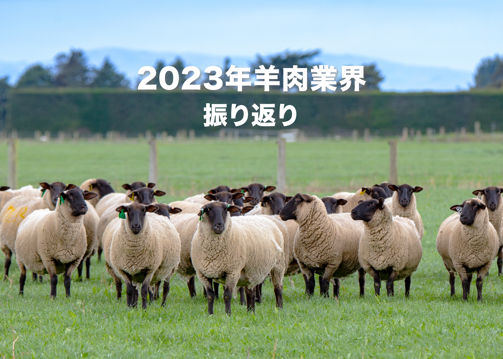 2023年羊肉業界の振り返り