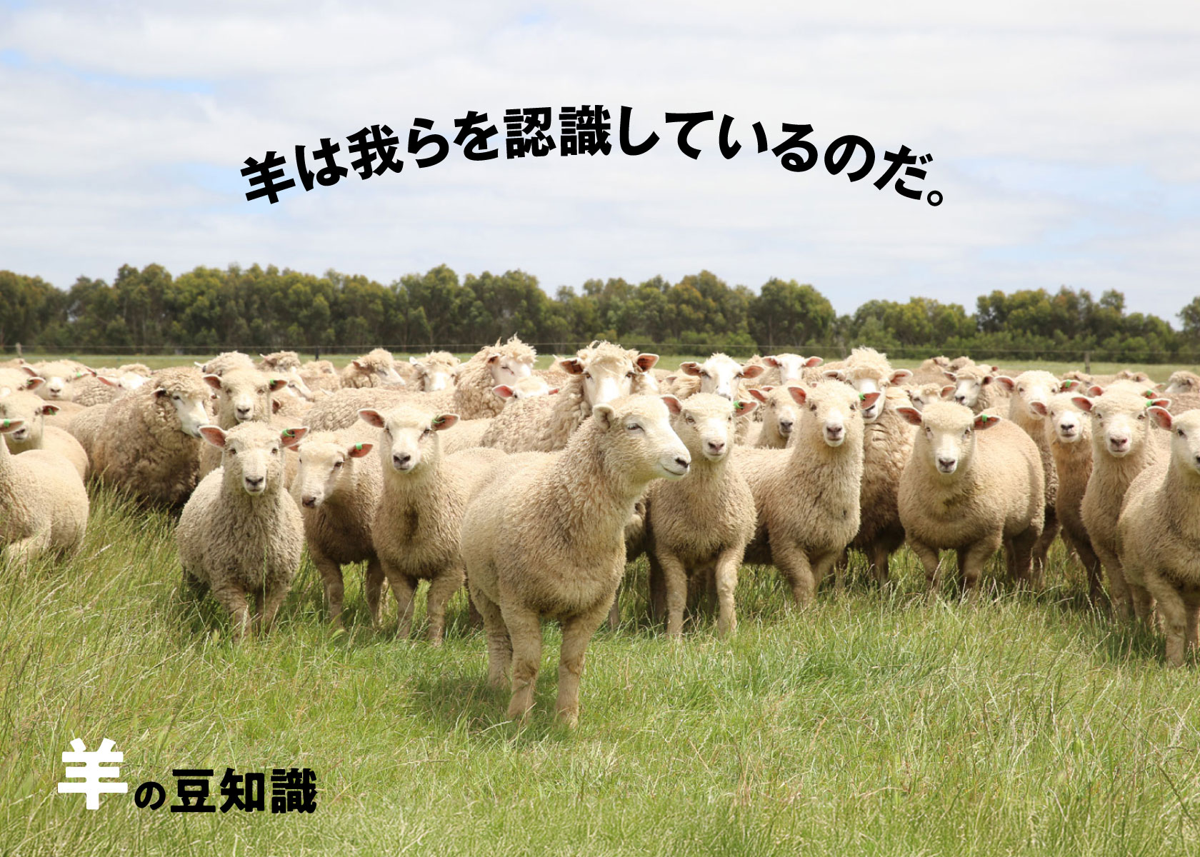 【羊豆知識その１】羊は我らを認識しているのだ。