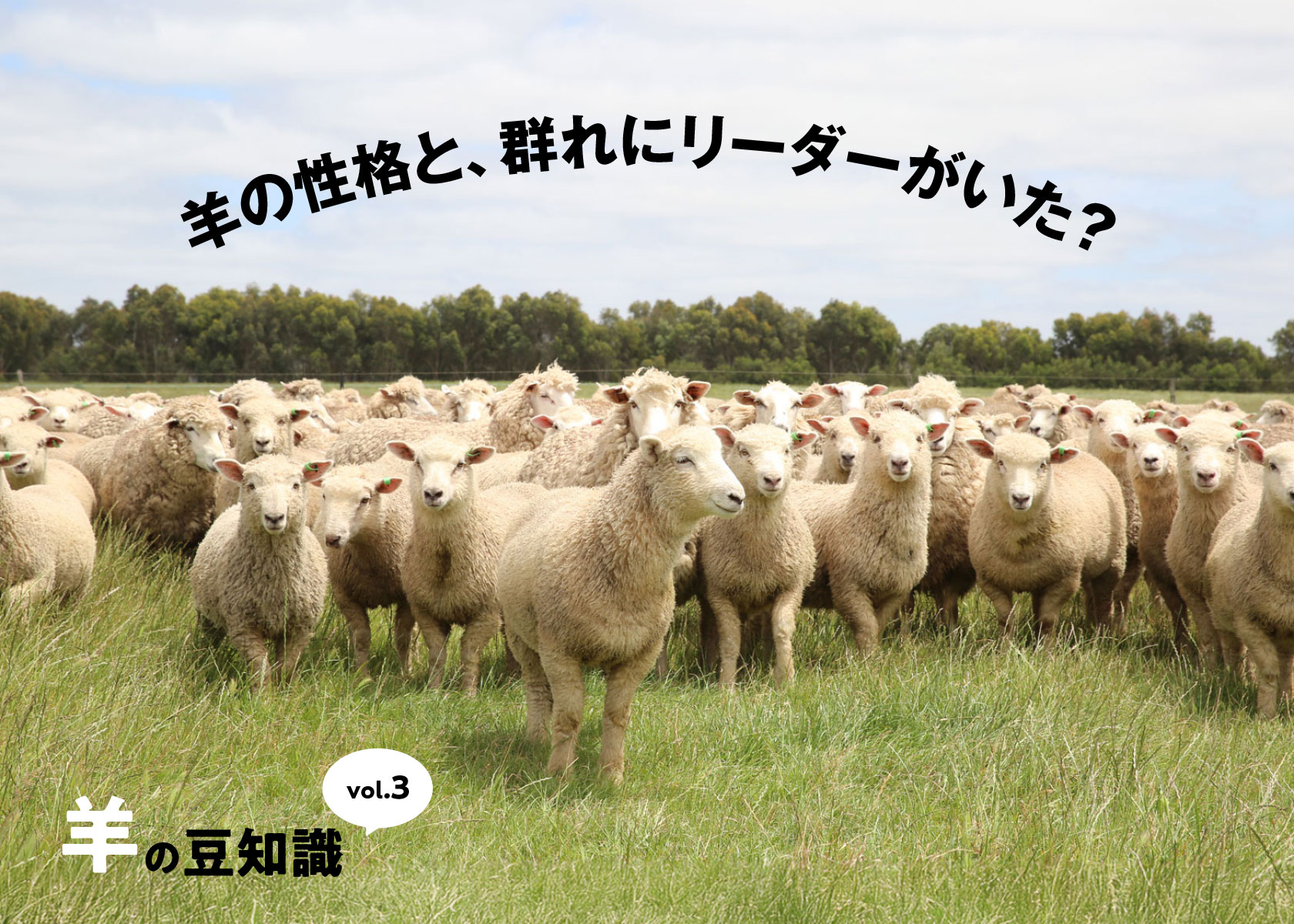【羊の豆知識その３】羊の性格と、実は群れにリーダーがいた？