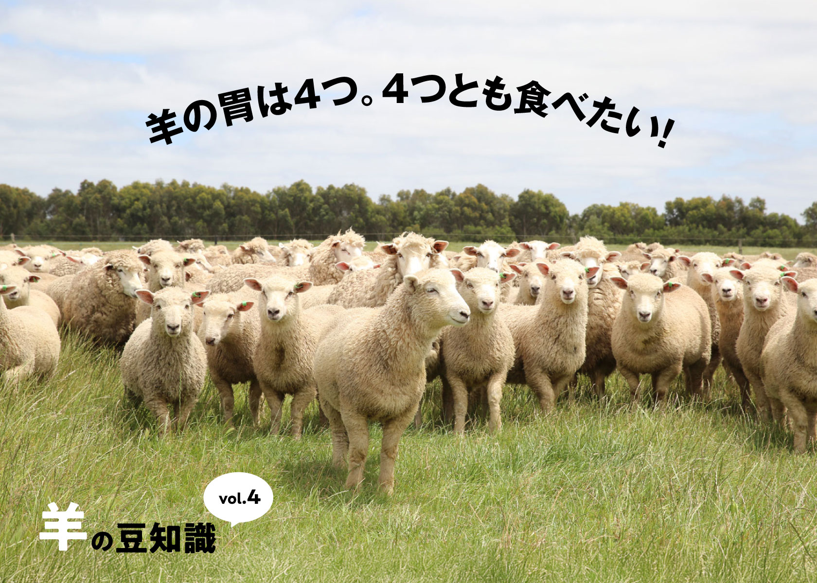 【羊の豆知識その４】羊の胃は4つ。4つとも食べたい！
